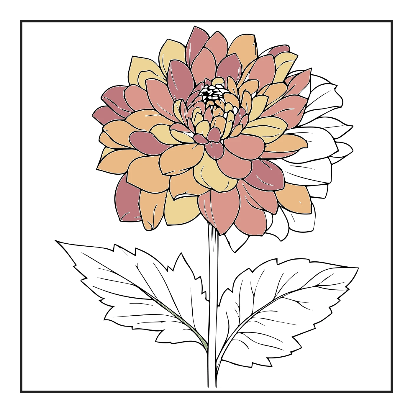 A partially coloured flower illustration